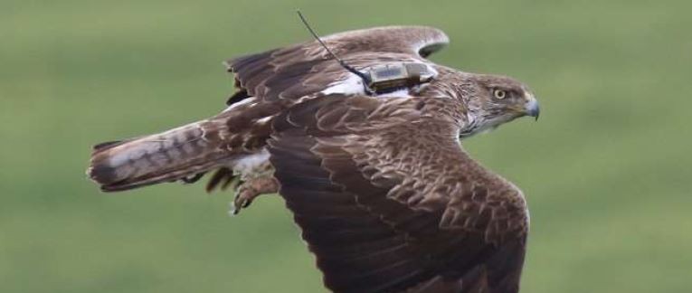 Imagen de una de las aves