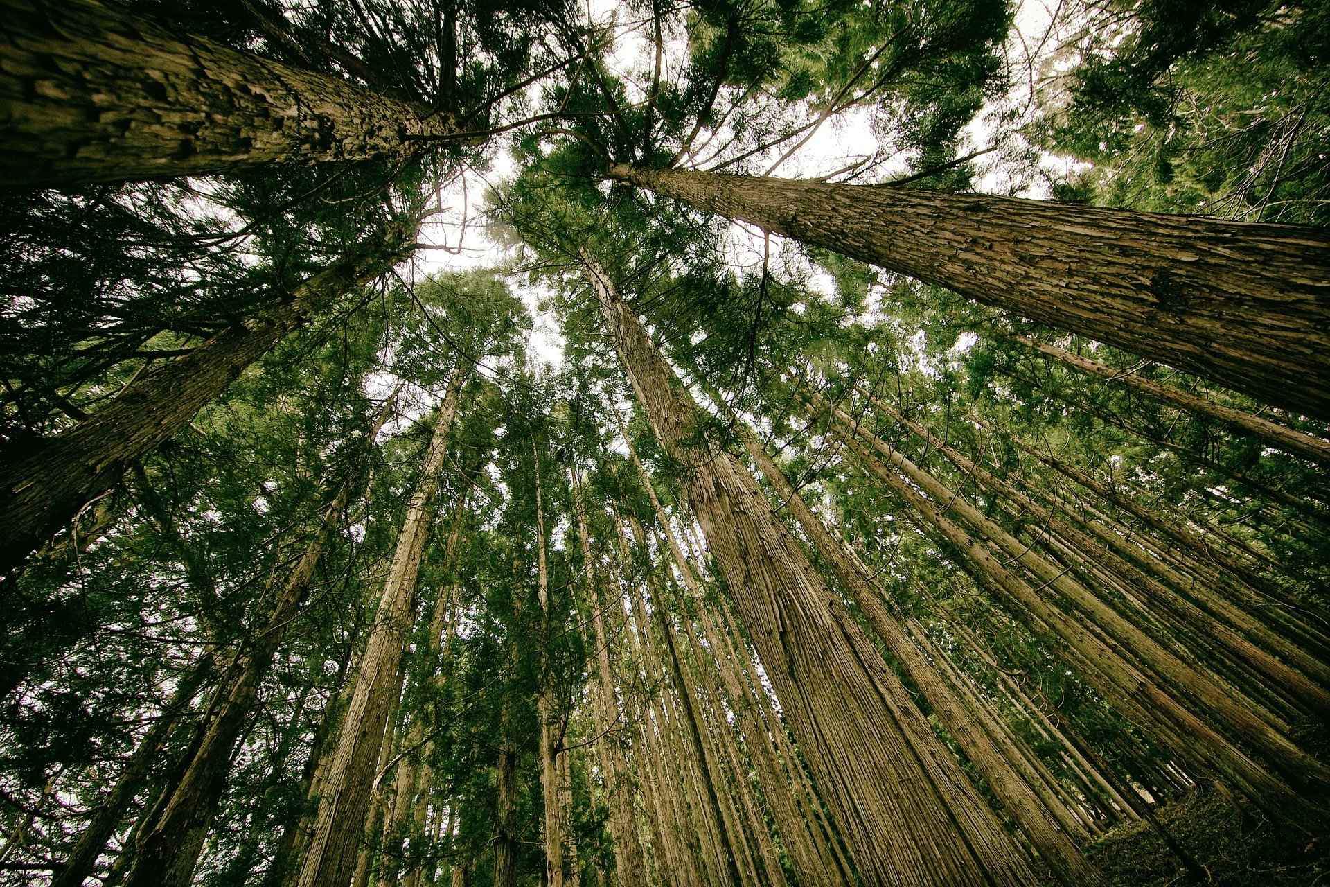 Imagen de un bosque