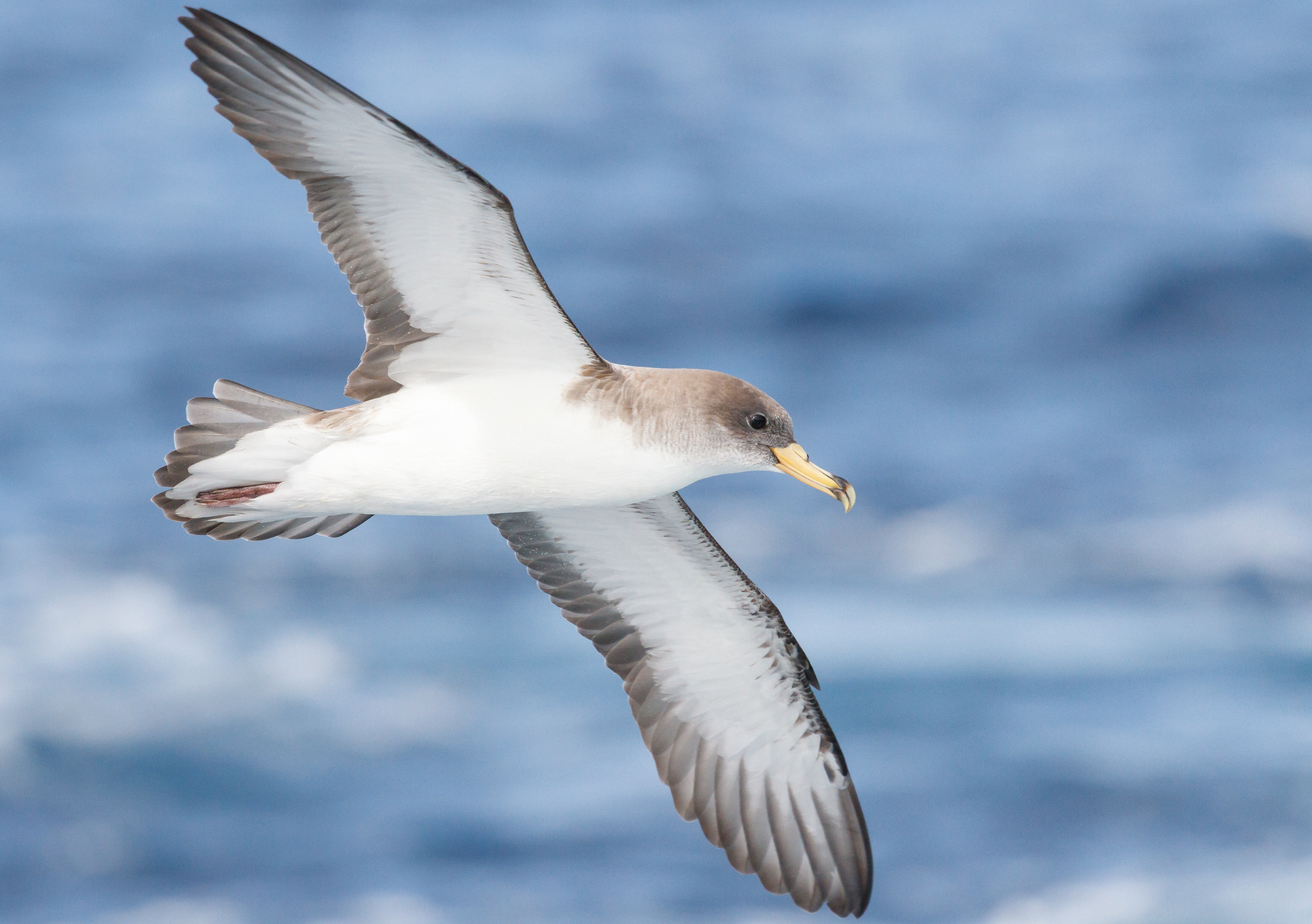 Pardela cenicienta mediterránea